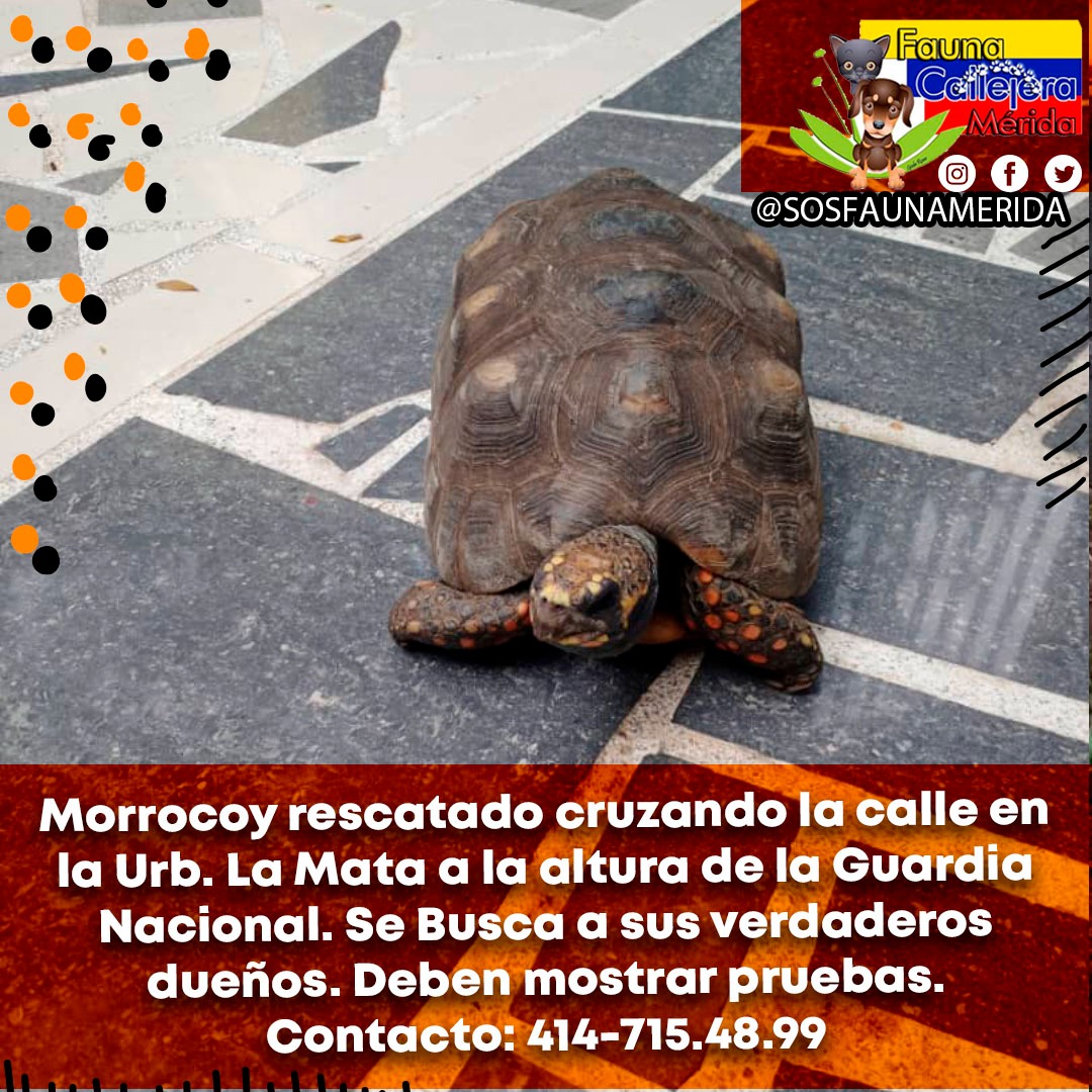 Vía WhatsApp/ #Merida. Atención! Se busca a la familia humana de esta criaturita que se salvó milagrosamente cuando atravesaba la Av. Principal de La Mata, a la altura de la GNB. Se agradece difusion.