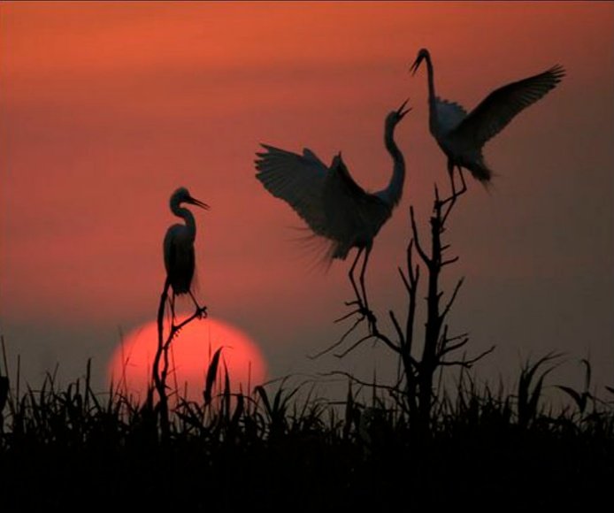 Hola !  Naturaleza espectacular 😍
✨ Spectacular Nature✨
 ✨ Great Egrets ✨
 ✨ 📸  By  Kevin Fleming Wildlife Photography ✨😎