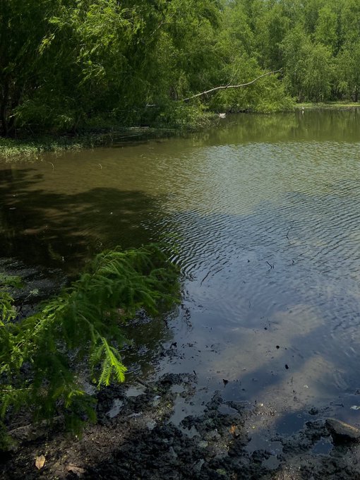 lake day 🦆🧺🌿 https://t.co/WlC3WTe4P2