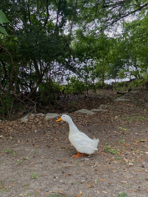 lake day 🦆🧺🌿 https://t.co/WlC3WTe4P2