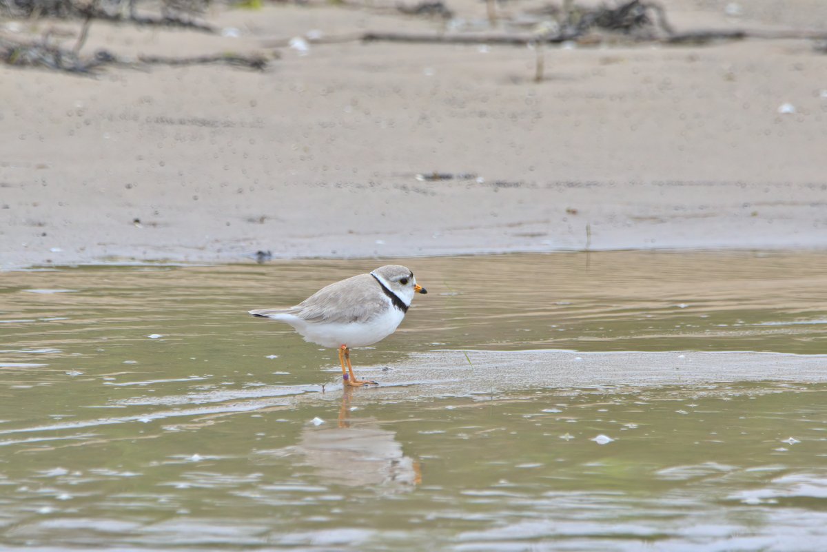 It's Plover Time! @ChicagoPiping needs monitors to protect the beach this spring and summer! Monitors must be able to to move on the beach, have a mobile phone, and have a pair of binoculars English/Spanish bilingual encouraged to apply. Contact piperwatch@chicagobirder.com