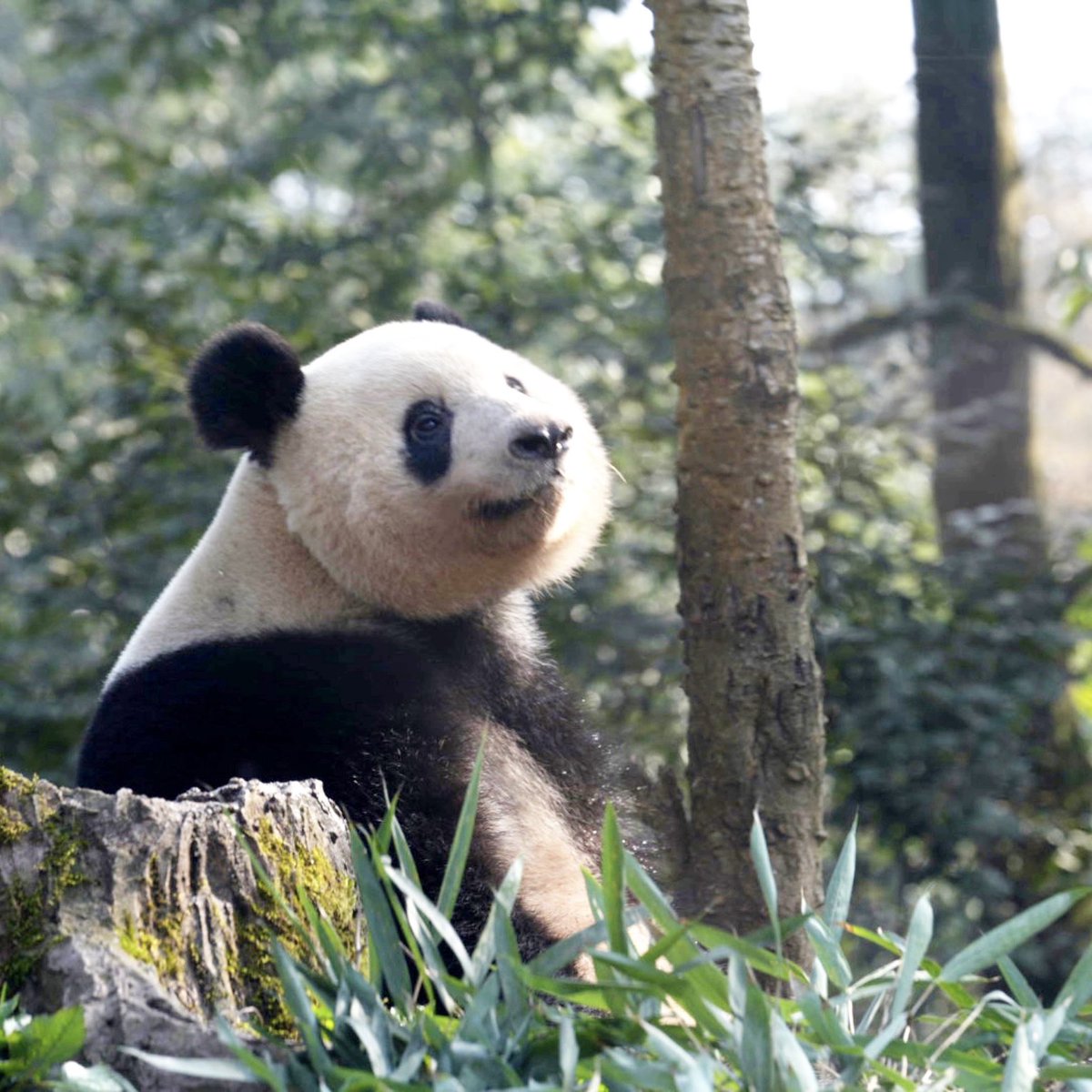 今日は 母の日💐💝

「母上さまー🐼 お元気でーすーかー？🎵」

シャンシャン🐼も 偶には一休さんみたいに 母シャン🐼に思いを馳せる？☺️

(📷2024.Mar.)

#シャンシャン #香香 #xiangxiang
#ジャイアントパンダ #giantpanda
#恩賜上野動物園 #uenozoologicalgardenr