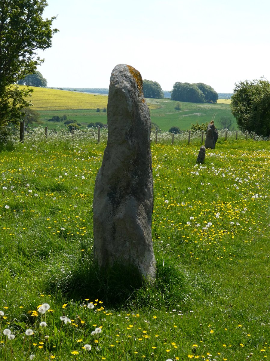 Standing stones of West Kennet Avenue at #Avebury - originally 100 pairs of stones stretching over a mile. Stunning in the spring sunshine, bright with buttercups, cow parsley, May blossom and dandelion clocks💛 #StandingStoneSunday