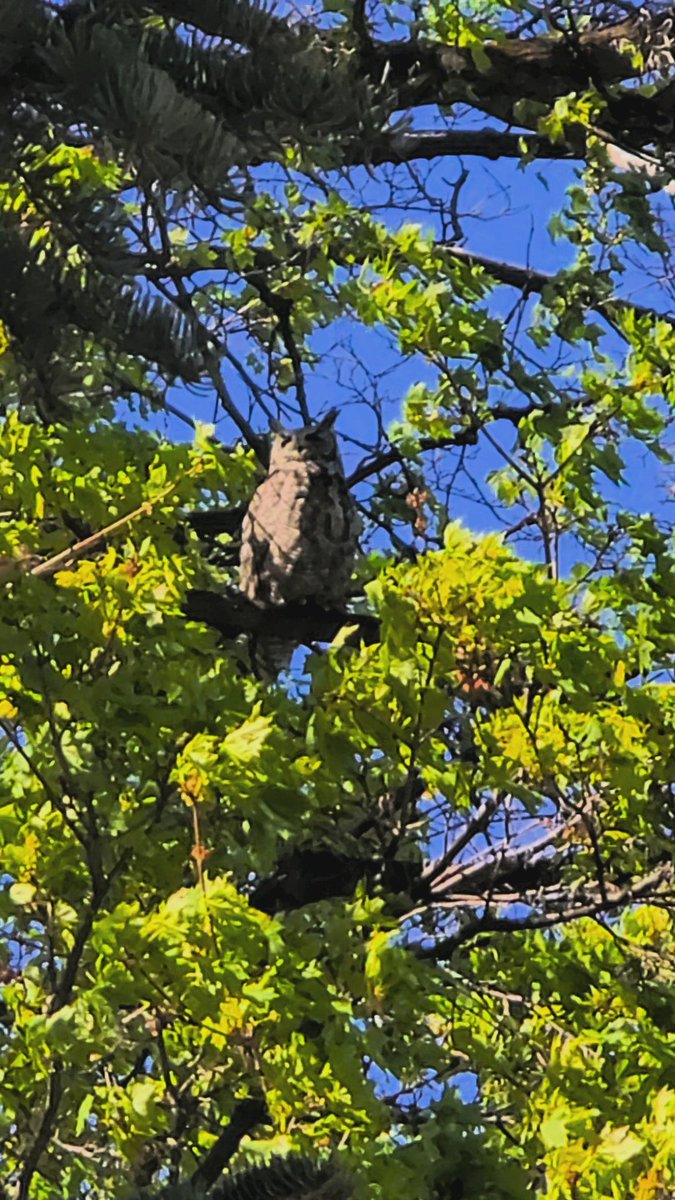 I finally got a picture of the Great Horned Owl!!