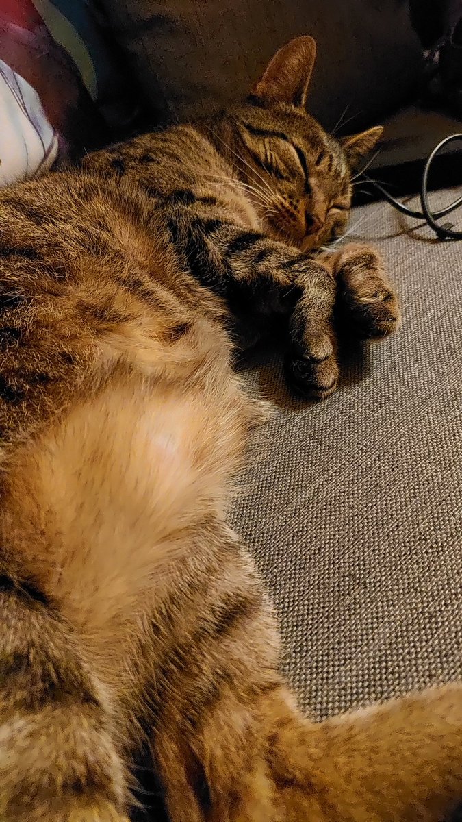 YamiMidna's tweet photo. @Gedankenmel Kater pennt mit. Gute Nacht euch! https://t.co/XJ6gTDD9SI