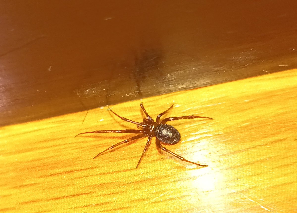 fdo_rios's tweet photo. @Arachno_Cosas podrías decirme que tipo de araña es ésta https://t.co/6zVf7S3enZ