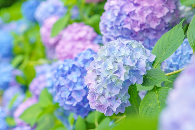 紫陽花は有毒植物で、葉っぱを食べると青酸中毒を起こす。