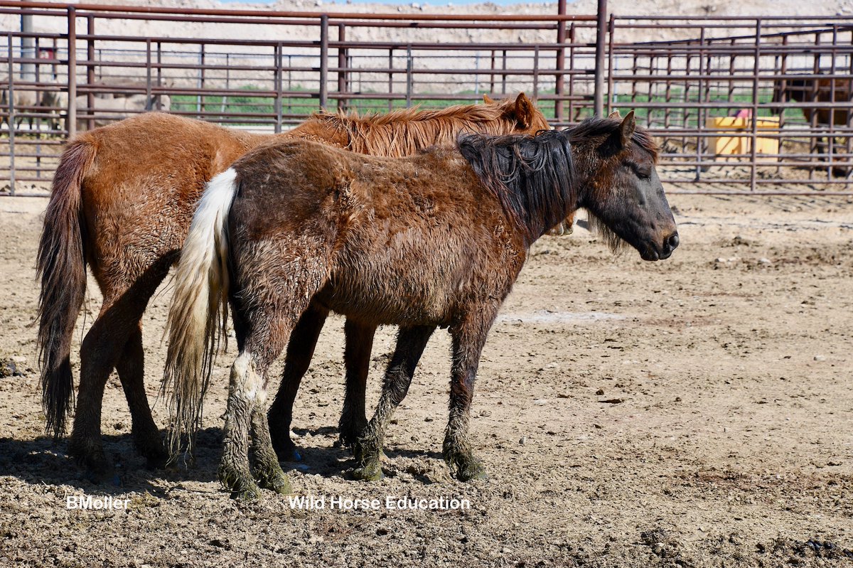 Adoption: Idaho > tinyurl.com/48cc5n4d
There are 17 #wildhorses from Idaho in online corrals, only 2 have bids. This is Betty (aka Dosa), captured in September. Her foal was pulled & went to a 4-H program. Betty is not online, she is still at the corral like so many others.