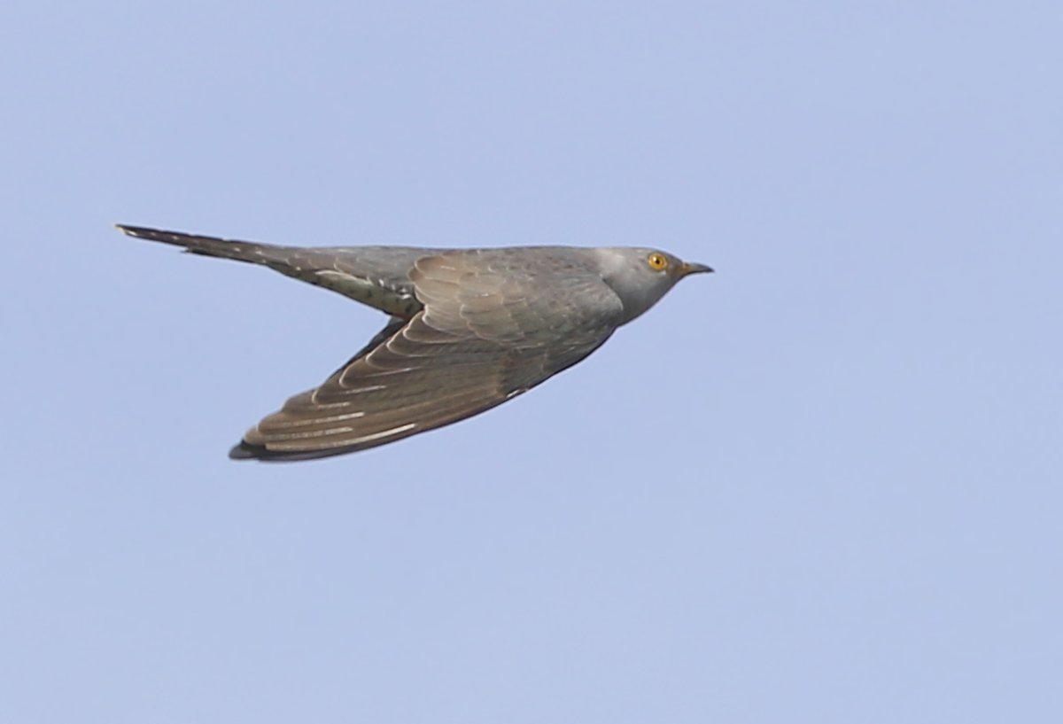 The Cuckoos where in good voices all day and I managed to get a few shots of them: This is a female flying past me - a lucky shot! Enjoy! @Natures_Voice @NatureUK @KentWildlife @Britnatureguide #BirdsSeenIn2024