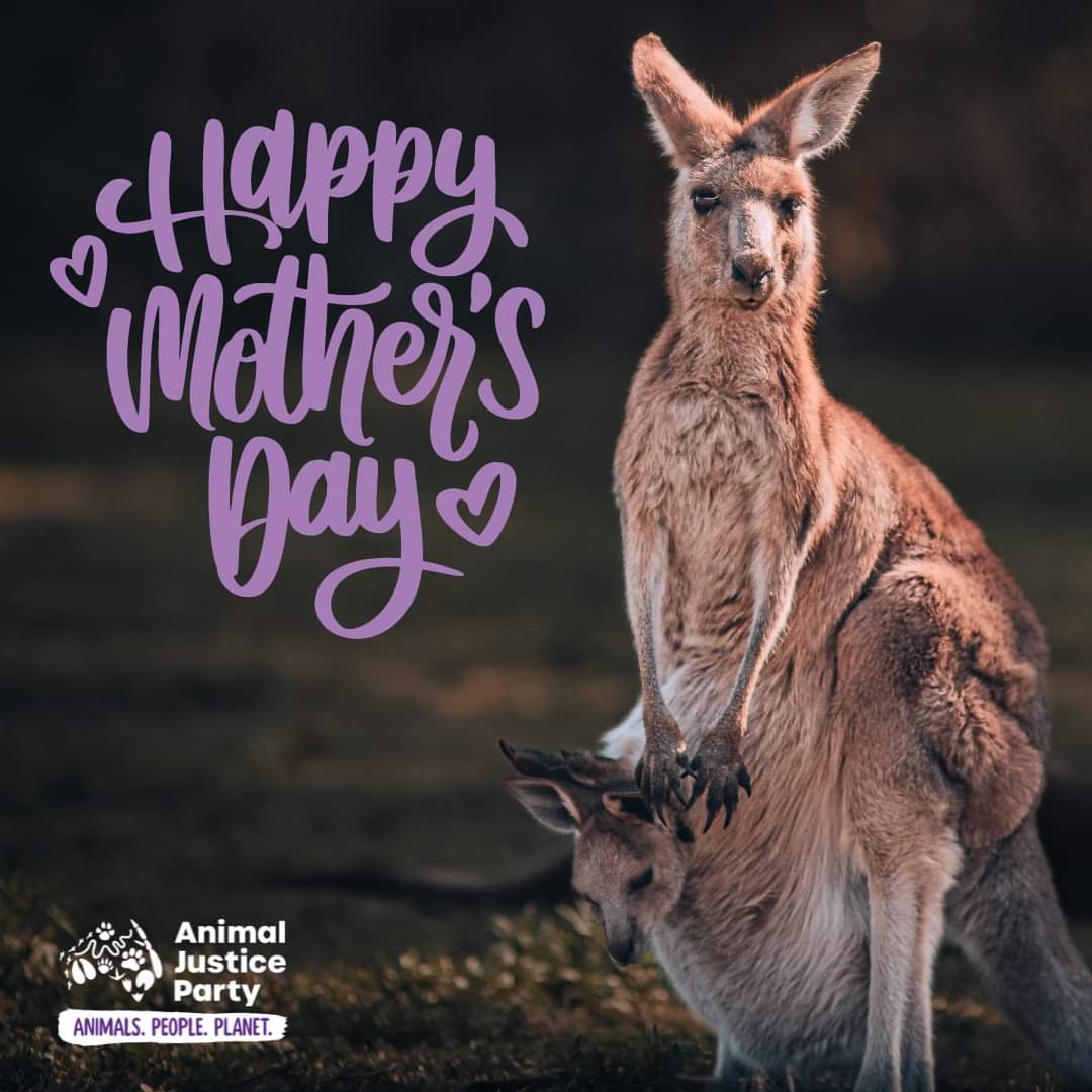 ... This Mother's Day, let's celebrate the strength of all mums advocating for a kinder, more compassionate world, where the motherhood of all beings is respected & protected. To every mum, your strength inspires us. Let's honour them by pushing for justice & kindness ...
