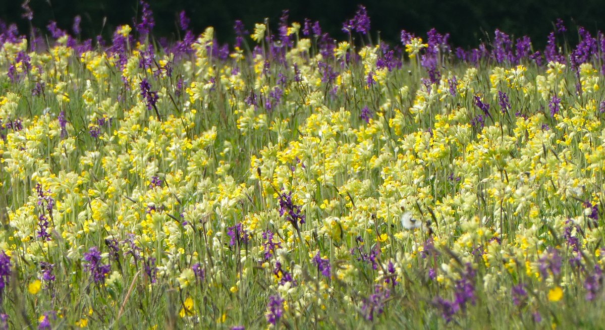 Wild cowslip and orchid meadow 💛💜💛 Meadow' comes ultimately from the Germanic verb for 'mow.' The related Latin word 'meyare' means 'to pile into a stack/store in a barn' 💛 #EtmologyOfTheDay