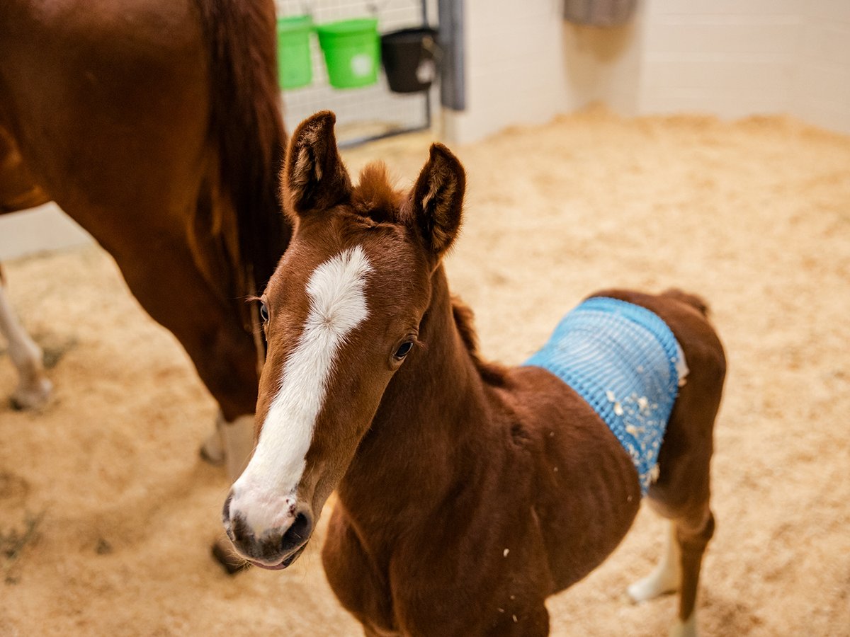 Mothers play an important role in almost every species, including horses! 🐴 After Vicky became separated from her mother almost immediately after birth, it took two weeks of intensive care at Texas A&M to nurse her back to health. #TAMUVetMed More: vetmed.tamu.edu/news/press-rel…