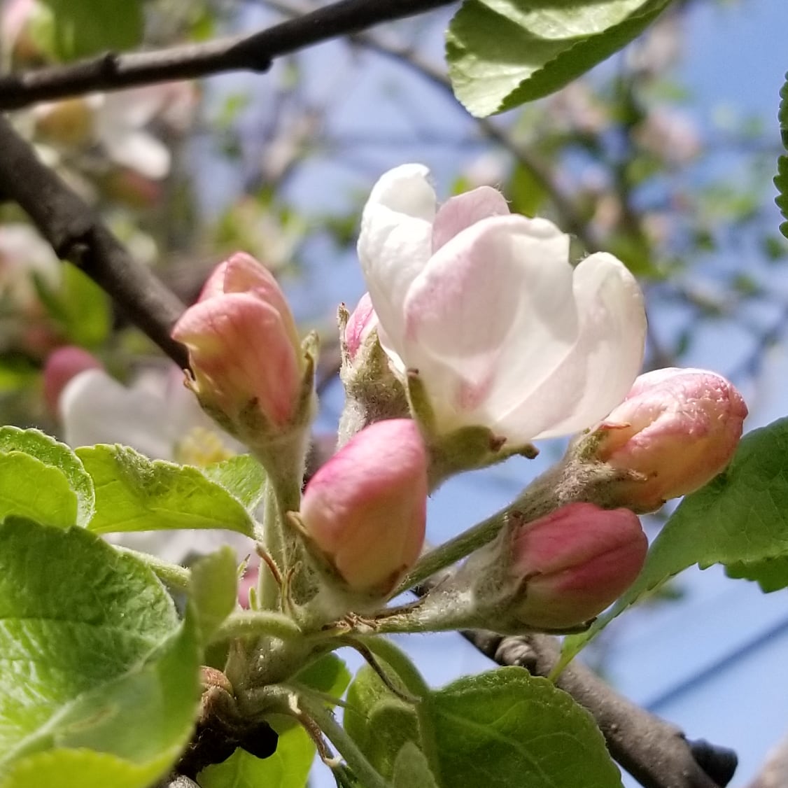 Apple blossoms. 
#spring #springwatch #garden #gardening #appleblossoms #blossomwatch #shareyourweather