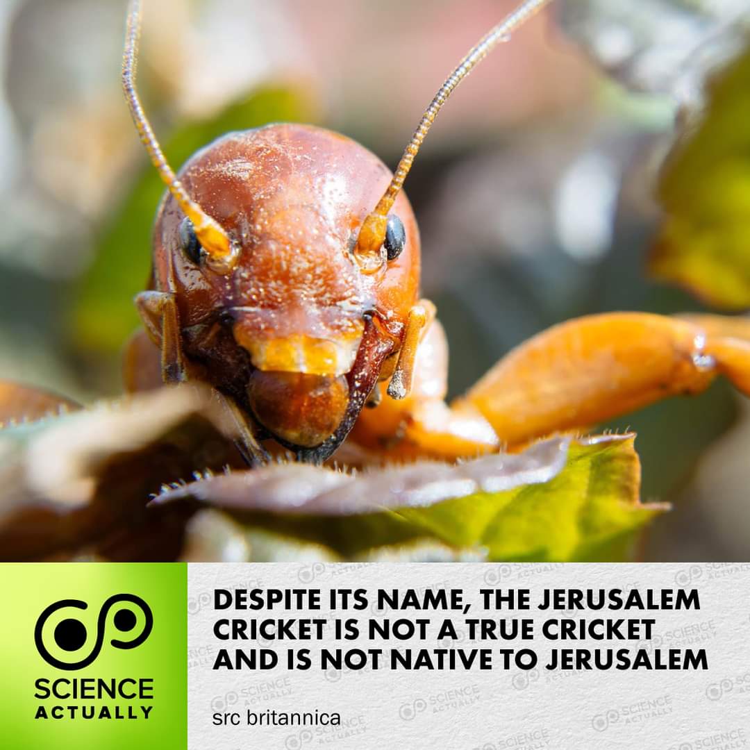 Despite its name, the Jerusalem Cricket is not a true cricket and is not native to Jerusalem.

#science #sciencefacts #jerusalemcriket #potatobug #cricket #jerusalem