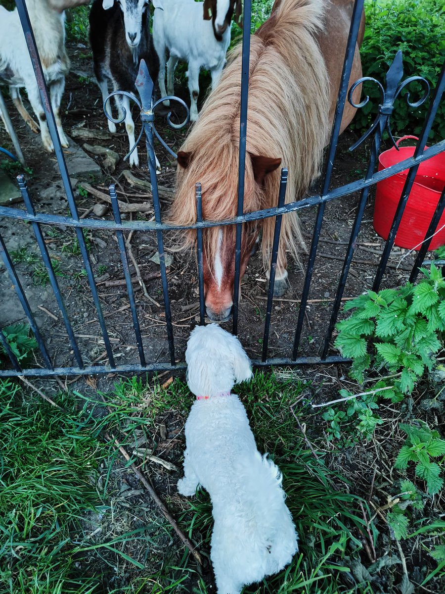 Down on the farm, Marnie met George.
