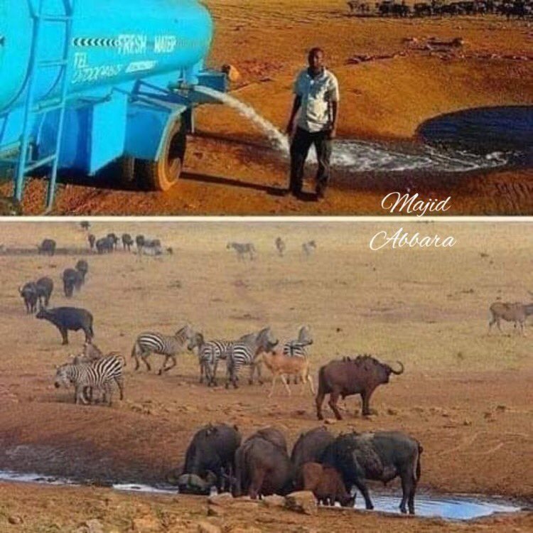 This man Patrick Kilonzo from Kenya 🇰🇪 fills a tanker with water everyday, pours 11200 liters of fresh water to the wild animals that are in the extreme heat in that area. Your Comments on this...