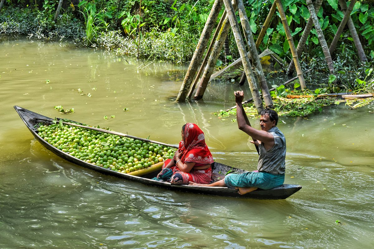 バングラデシュの南部にある水上マーケットの写真集。 x.gd/Gxmr9 熱帯雨林に覆われた三角州を流れる川で、主にグアバの果実を積んだ小舟を農民が漕いでいる。買い取られた農産物は車などで国の内外に運ばれる。 (Credit: Lonely Explorer, Kazi Asadullah Al Emran, Shariful Islam)