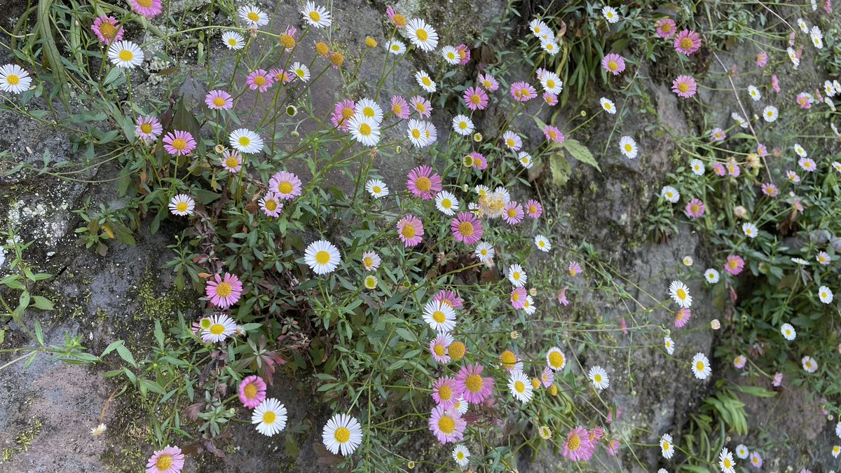 草花が好きなので出先で見かけた可愛い花をつい写真に収めてしまうんだけど、昨日の鎌倉で石垣に咲いてたペラペラヨメナ可愛かったな