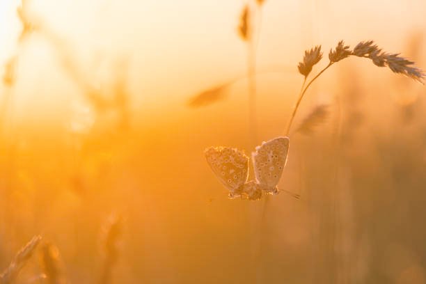 a hazy sunrise
some kind of butterfly
on the meadow

#haikuchallenge (kind) #haikusaturday 

Image: Getty