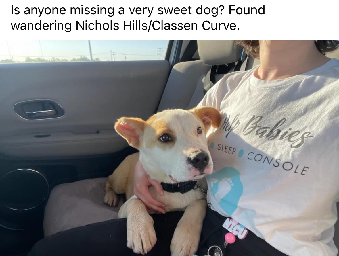 A friend found this little guy wandering in Nichols Hills, Oklahoma. No chip and no ID but with a black collar. Looking for his people! Will require proof. #lostdog #oklahoma #nicholshills #founddog