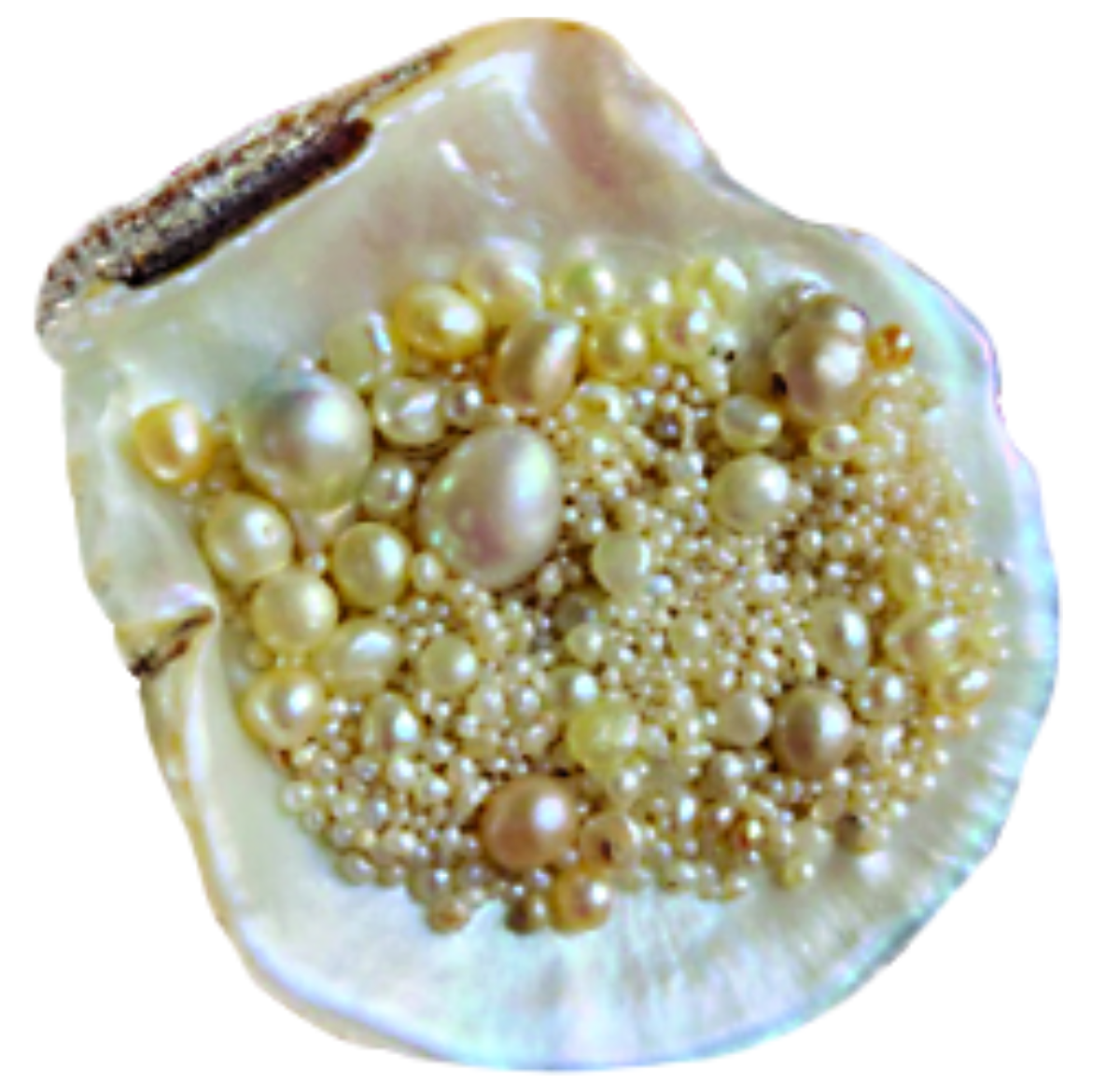 arabnews's tweet photo. Pearls of #Farasan offer a deep dive into the past. https://t.co/98HuYtWb3Y https://t.co/yhMQ2g4wUu