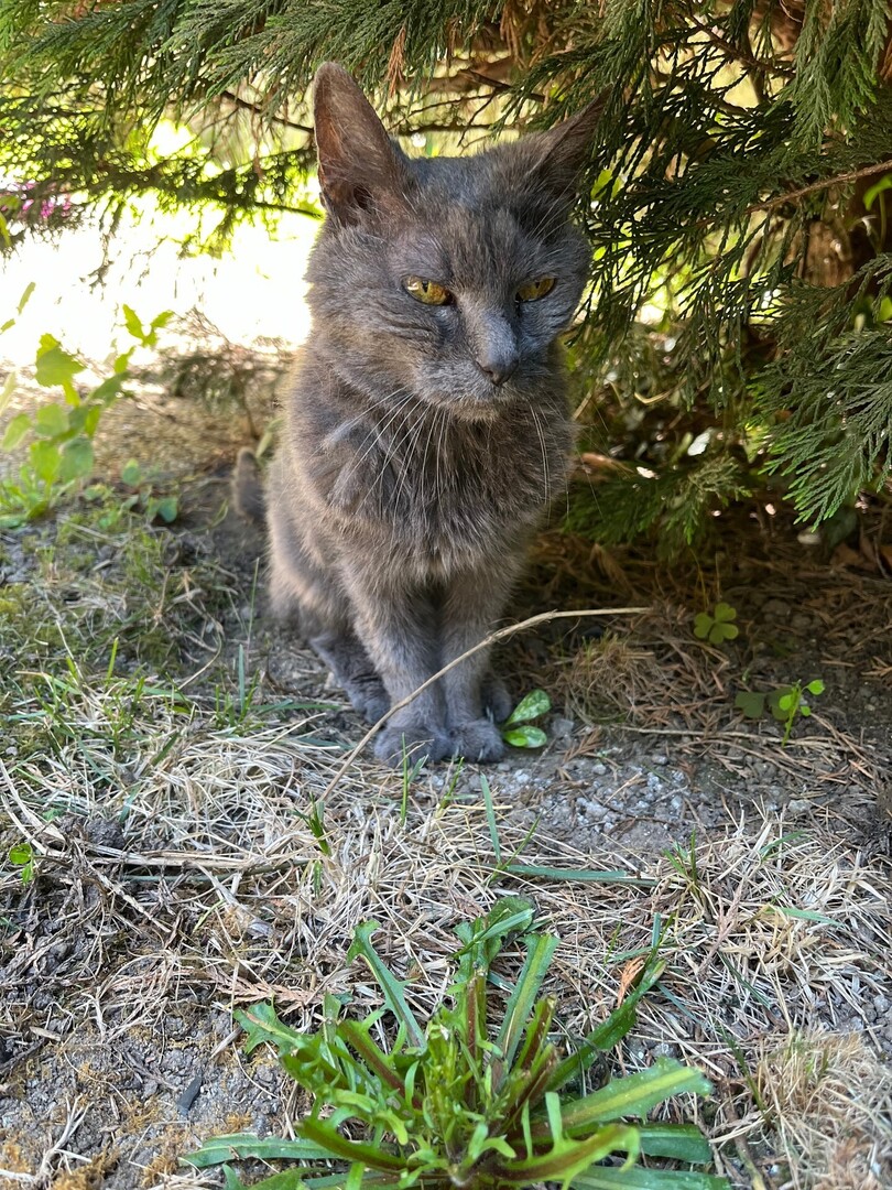 🟢 🐱 Chat trouvé le 10/05/2024 à Bry-sur-Marne (94360).
Femelle / Identifié(e) : Non

☎️ 0661518329
📧  jenaipasdemail@orange.fr

#VigiPets #chatperdu #chattrouve #chat #perdu #trouve