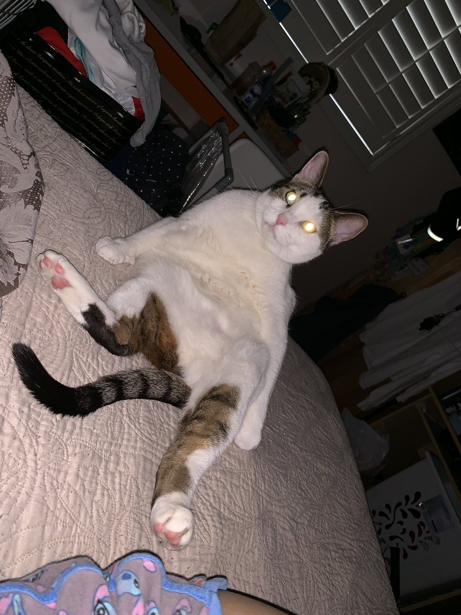 meow #VALORANT #VCTAMERICAS