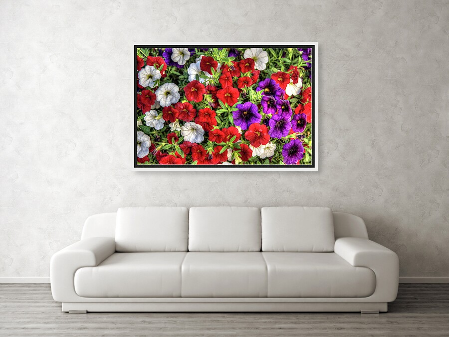 Red-White-Purple Million Bells 1-thom-zehrfeld.pixels.com/featured/red-w… #ThomZehrfeldPhotography #floralart #flowers #art #Floral #flowerart #ArtForSale #ArtMatters #ArtforInteriorDesign #HospitalityInteriors #WallArtForSale #Colorful #GiftIdeas #MillionBells