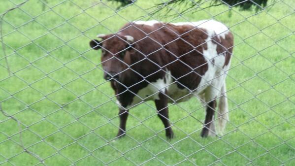 Please look at my pet cow L

#VCTAmericas #VALORANT