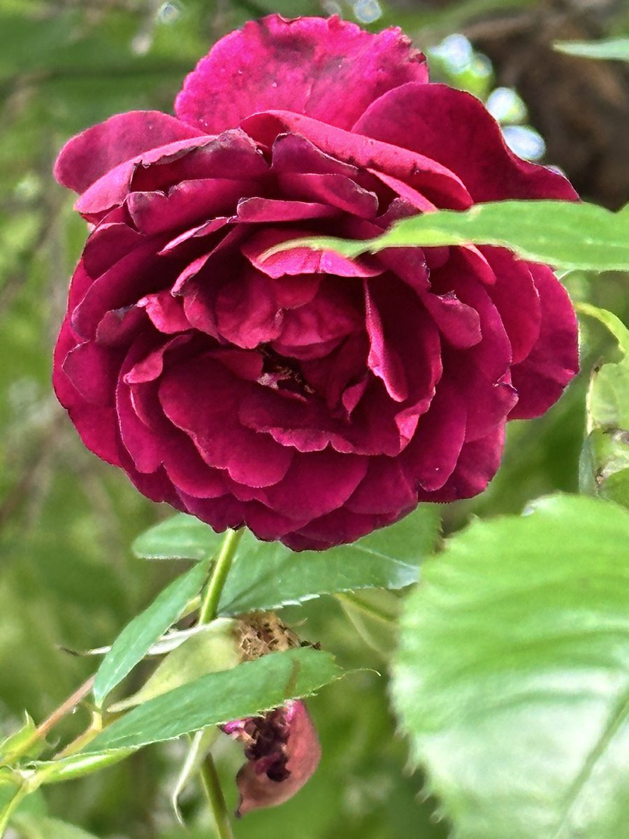 真夜という黒バラも咲き出しました^_^
強い香りなのですが、このバラは好きです
(=^ェ^=)
#ガーデニング