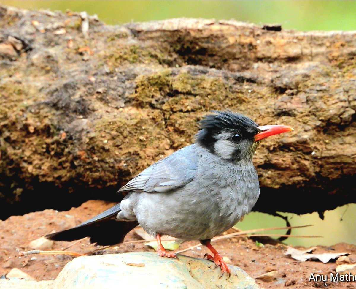 Homalayan Black bulbul @UTDBofficial #IndiAves #BBCWildlifePOTD #BirdsSeenIn2024 #ThePhotoHour #birdwatching @NatureIn_Focus @Team_eBird @NatGeoIndia #GoodMorningTwitterWorld @NatureattheBest #birding #NaturePhotography #birdphotography @ParveenKaswan #Nikon