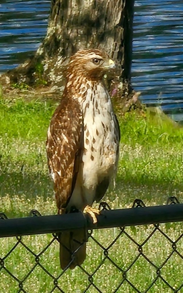 VRKyle's tweet image. So, I walk out the backdoor, and this cool dude is perched on the fence of our pool. Never knew that they could perch on one leg.