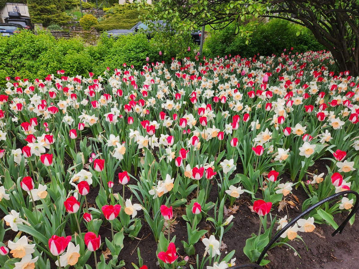 cmcewen_4's tweet photo. MILT (Man I Love Tulips 🌷) https://t.co/qaWo05Wf7D