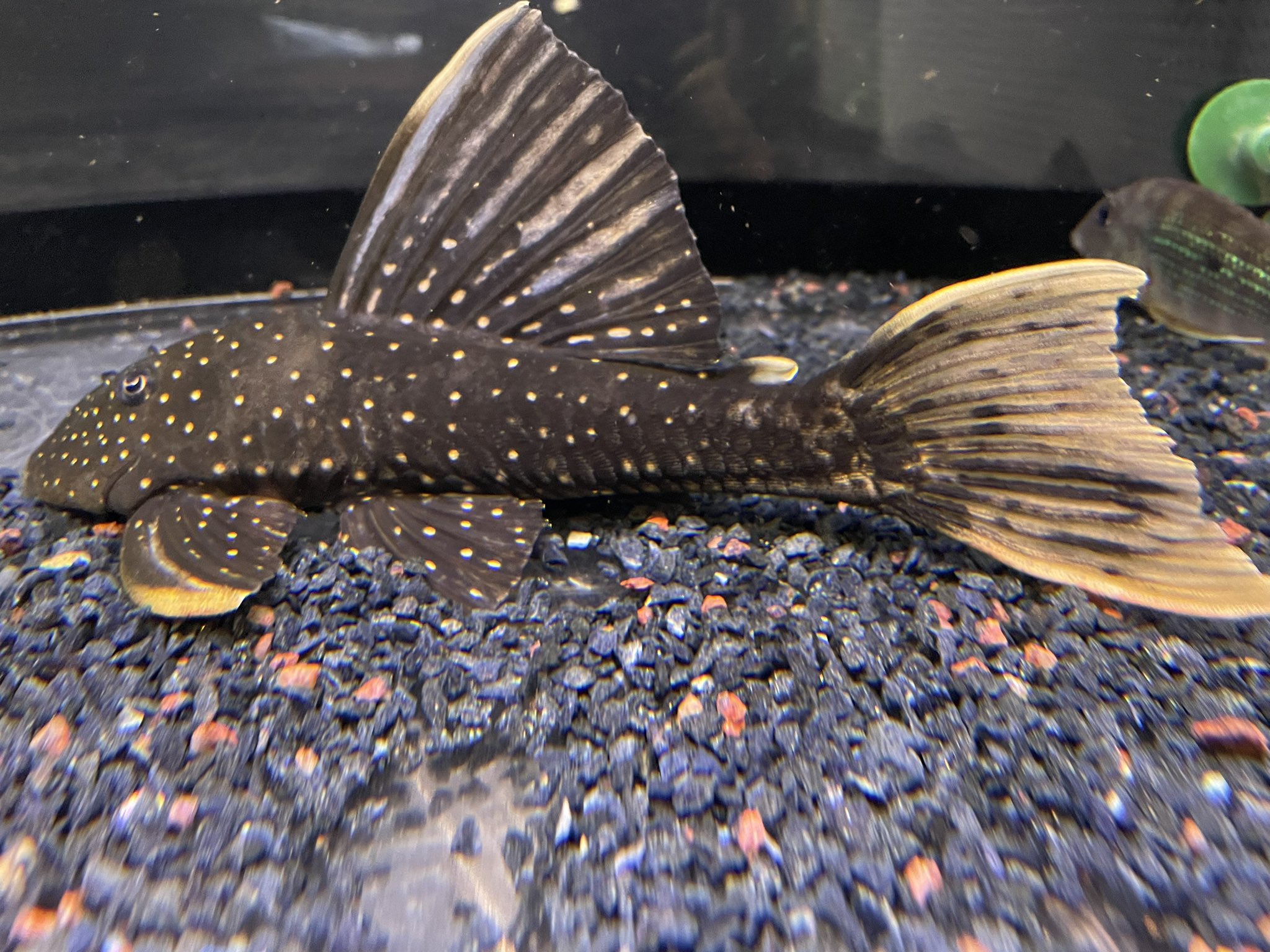 ゴールデンアンジェリカス20㎝