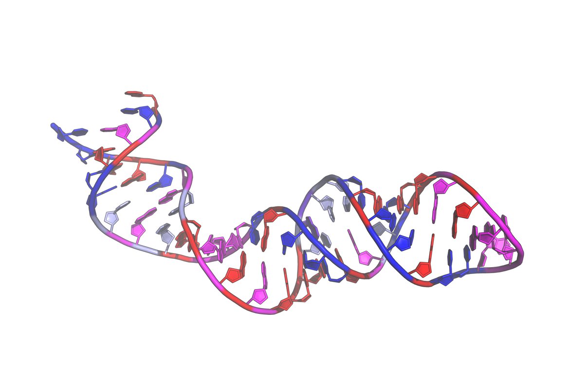 My previous post presented AlphaFold3 take on transcription. Mechanistically it is a disaster. But take a closer look at RNA transcript forced into a hairpin: G:G base pairing✔️, G:A ✔️, A:C✔️, C:U - yep... AlphaFold3 killed Watson-Crick base pairing 🤟😜