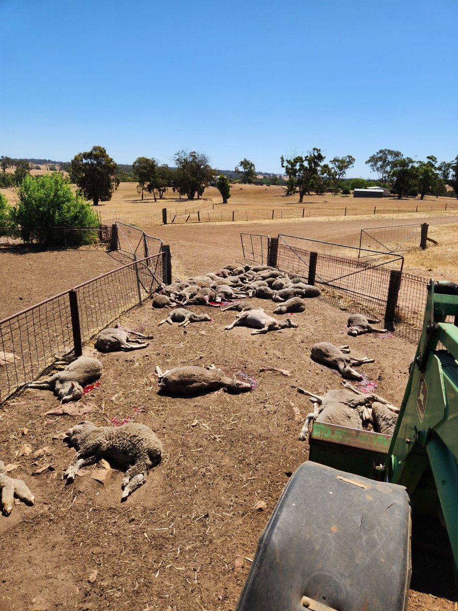 Steve Noble (@916_stevo) on Twitter photo This is the ALP improving animal welfare. Killing off markets for sheep meaning they’re shot on farm instead of used as food. This is the ALP improving animal welfare. Killing off markets for sheep meaning they’re shot on farm instead of used as food.