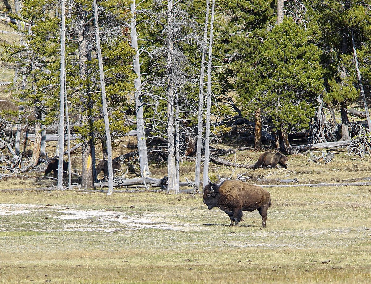 Yesterday in Yellowstone National Park. Do you see all three grizzlies? The bison certainly did.