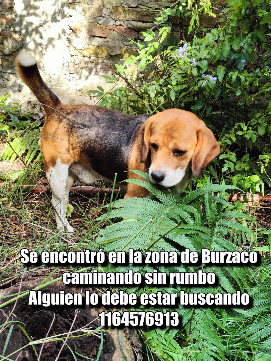Encontrado en la zona de Burzaco, alguien lo debe estar buscando ... Si pueden compartir! Muchas gracias