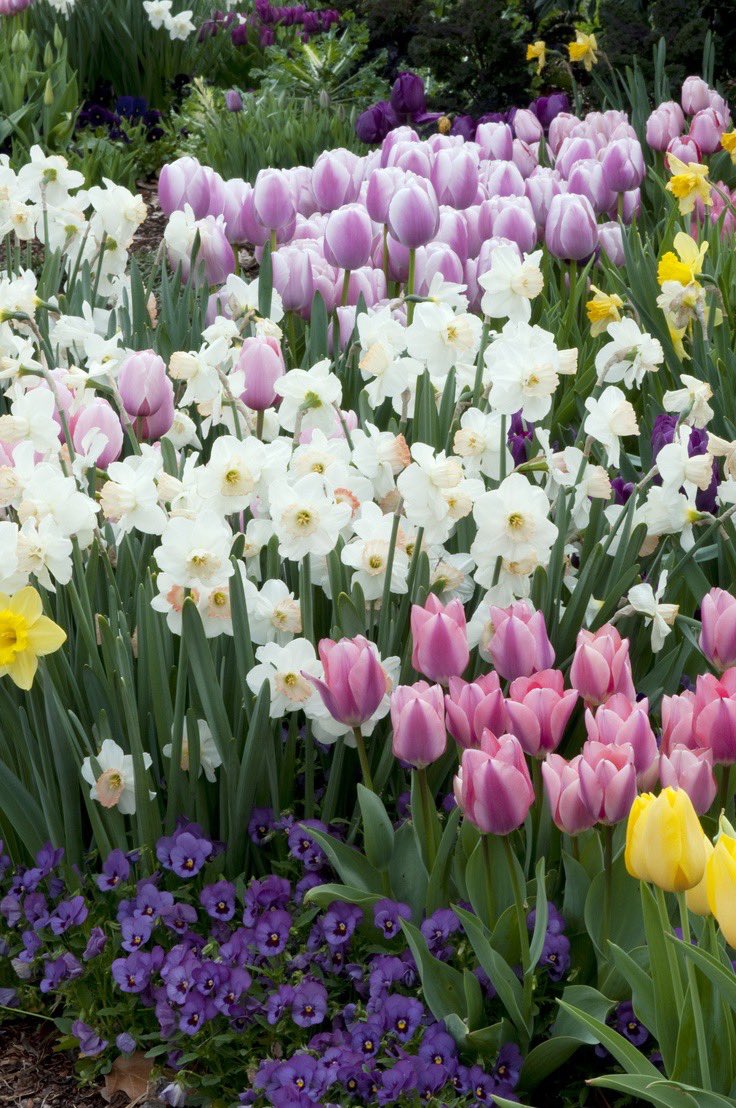 Tulips, Daffodils, and Pansies, oh my!  #Spring #Gardening #GardenersWorld #Colorful #DallasArboretum  🌸🌿