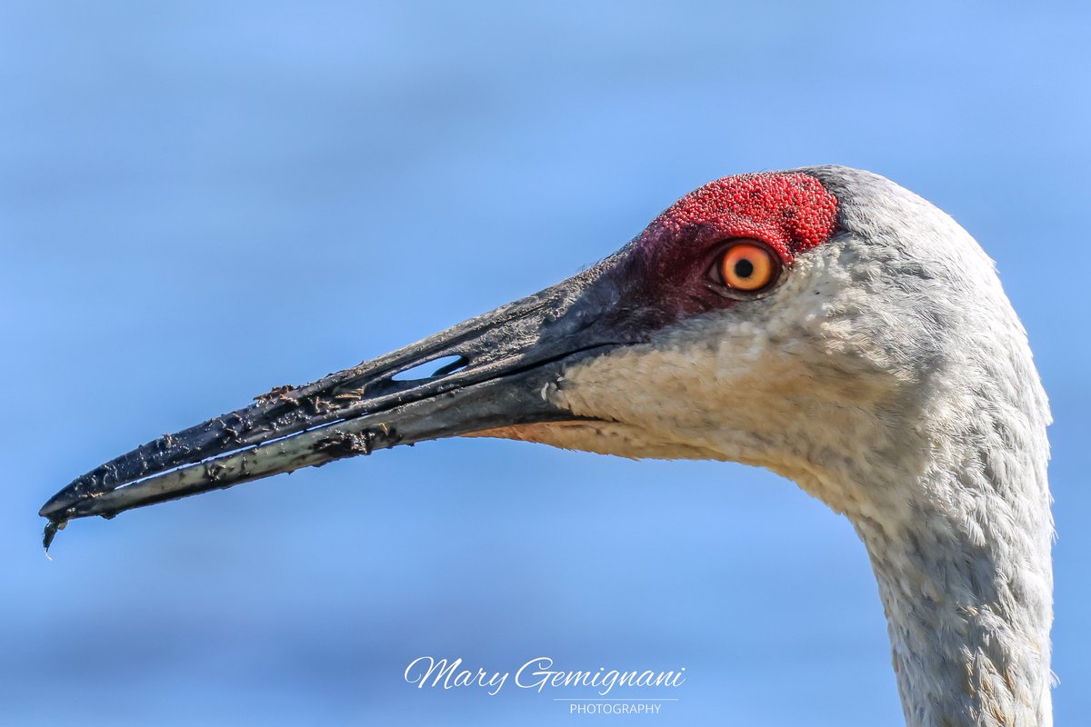 Here’s one of Rufous, Sandhill Crane and now a parent. I got to see the crane family while out today. They made the colt walk to the other pond which is two blocks away. I heard other hatch dates now, the colt may be 9 days old. Pic from last week.