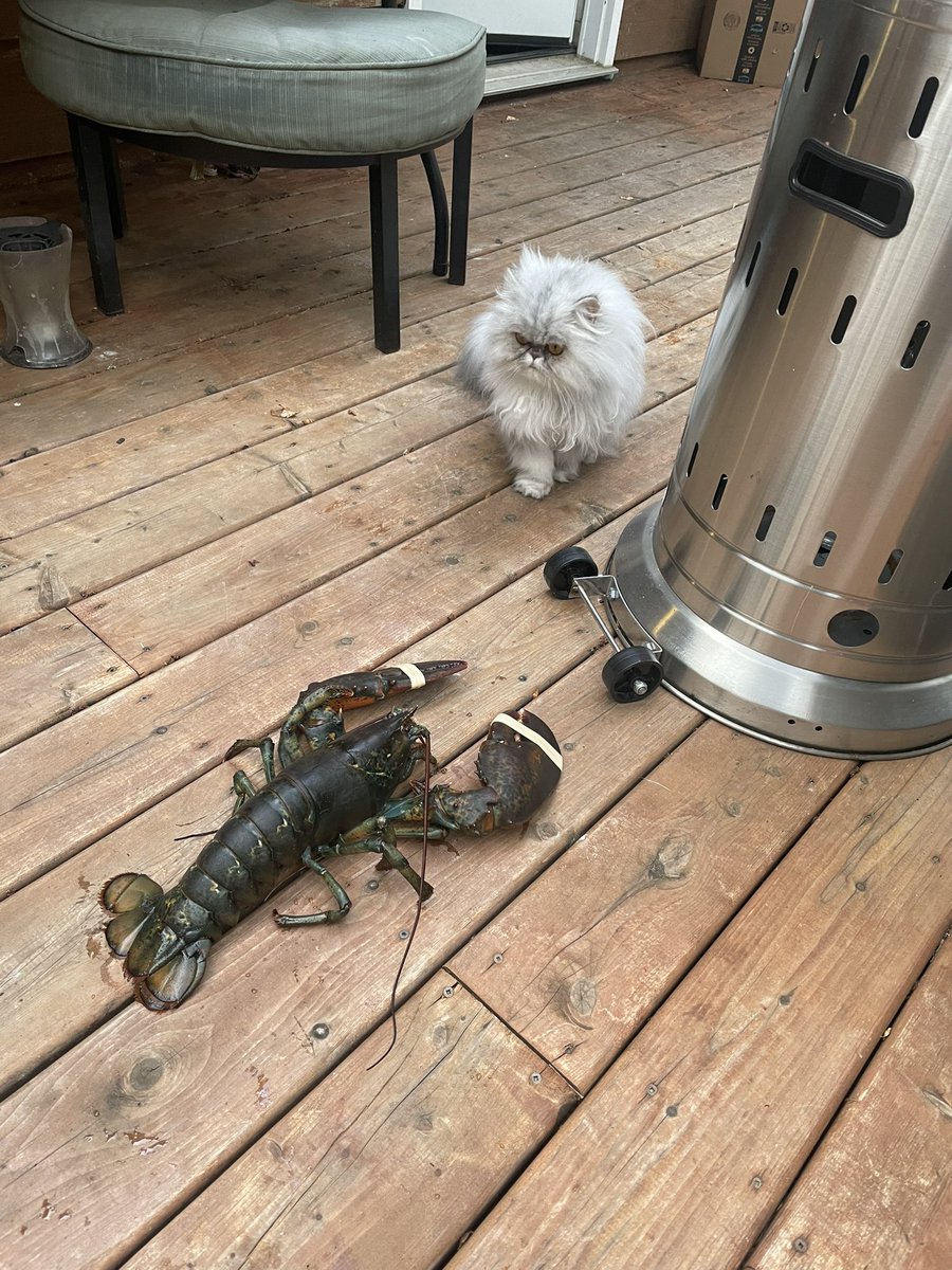 RaGaa's tweet image. Kitty is not sure about this