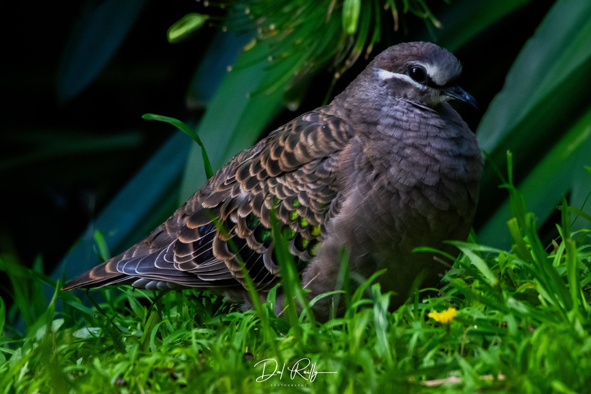 A female Common Bronzewing out in the garden.. #BirdlifeOz #birdsinbackyards #abcaustralia #abcmyphoto #abcinmelbourne #visitgippsland #MyNikonLife #BirdsSeenIn2023 #ausgeo #abcgippsland #Gippsland #birdphotography #birds #NikonCreators #nikonaustralia