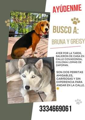 #SeBusca #extraviados #dogs #dogsofx #CatsOfTwitter #CatsOnTwitter #CatsOfX #gdl #guadalajara #zapopan #Jalisco #perdidos #ServicioSocial #extraviadog