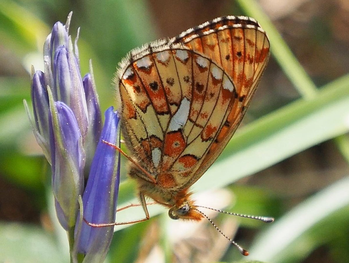 A wonderful day with Pearl Bordered Fritillaries @HaldonForestFE it’s been a few years since I last saw these beautiful butterflies. Some were so recently emerged their wings hadn’t fully dried out! @BCDevon @savebutterflies @UKBMSLive @ukbutterflies @OMSYSTEMcameras