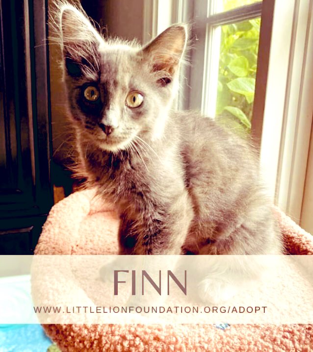 Adopt FINN.

You can submit a pre-approval adoption application at littlelionfoundation.org/adopt. 

FINN can’t wait to meet you. 🐾
#Caturday #catrescue #kittenrescue #KittensOfTwitter