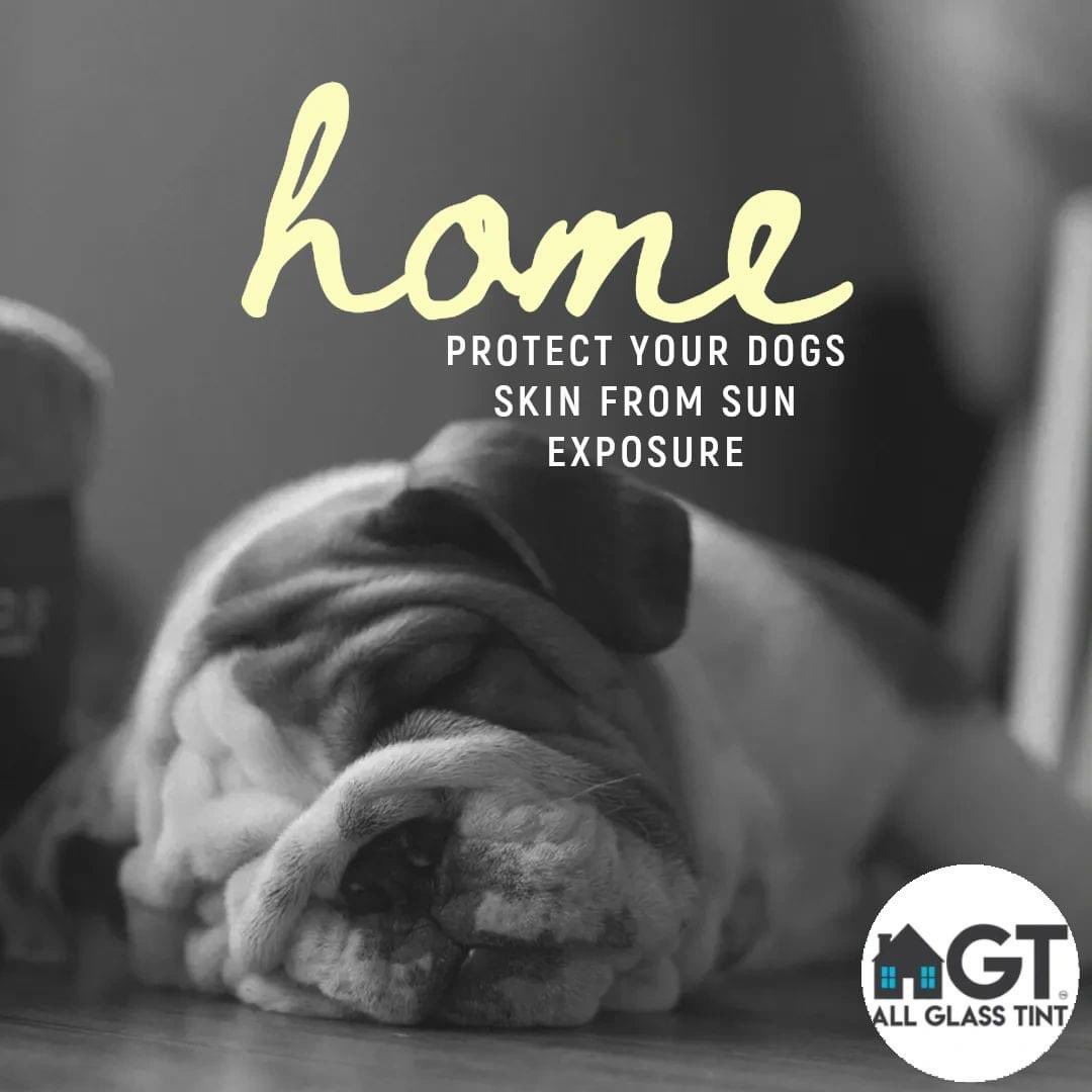 Happy National Dog Mom's Day to all the amazing dog moms out there! 🐶🏡 #NationalDogMomsDay

allglasstint.com