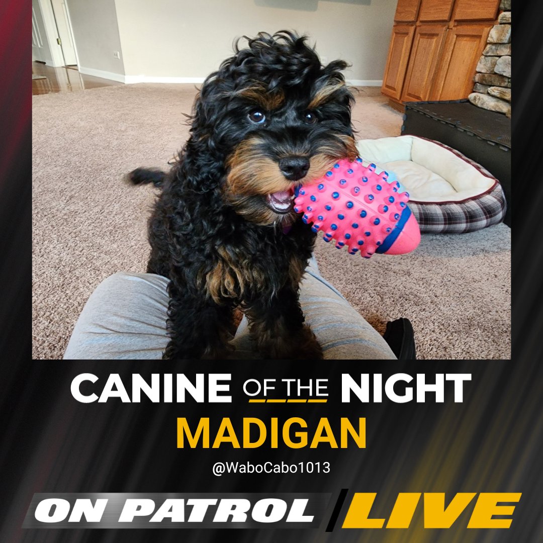 Tonight's #OPLive #CanineoftheNight is MADIGAN. Congratulations, @WaboCabo1013.

#OPNation #REELZ #OPWeekend