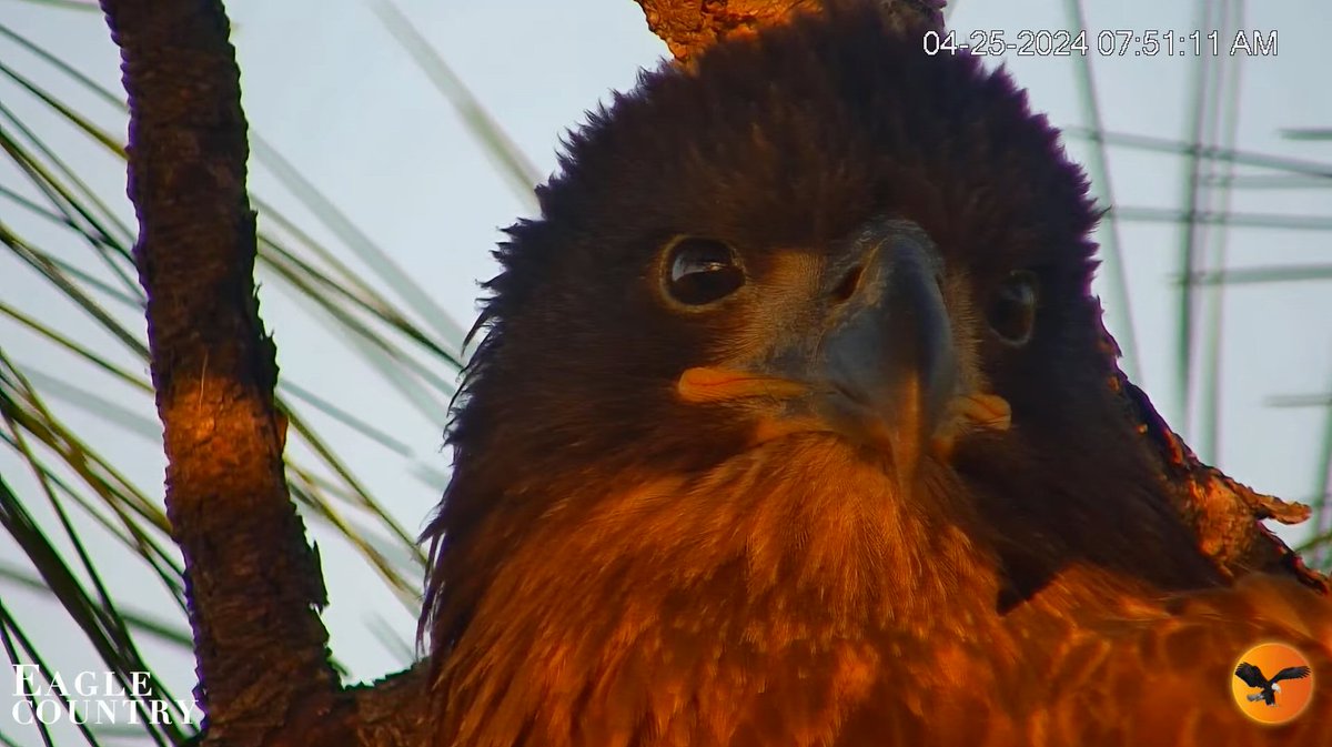 been watching this beautiful eaglet growing up

#eaglecountrybaldeagles #floridabaldeagles