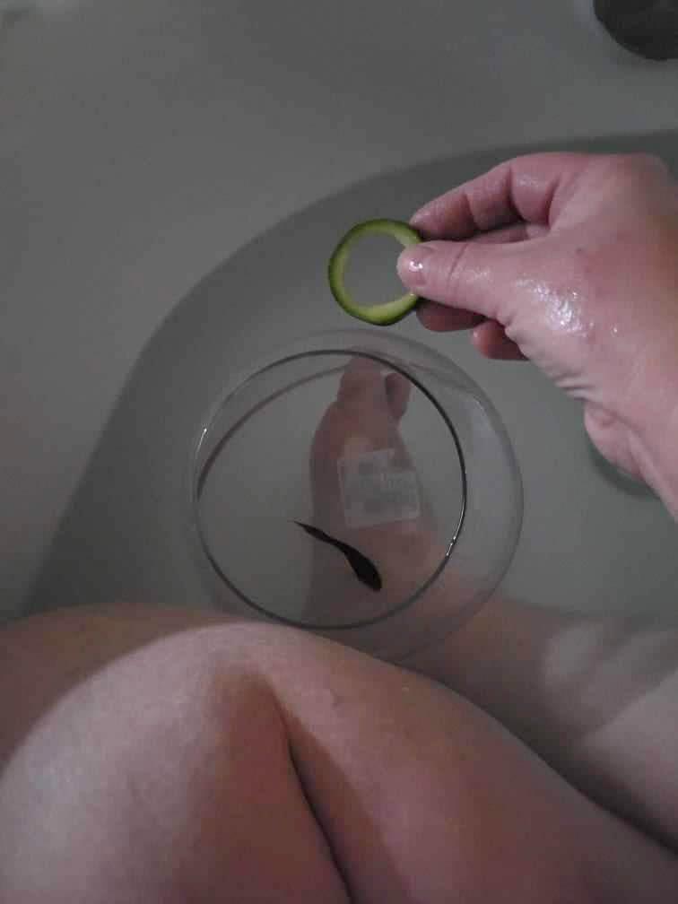 SealionBryan's tweet photo. This follower sent me a message telling me I was handsome and asked if I was still an animal trainer. 🦭 🐧 Then sent me this pic of her in a bathtub 🛀🏻 with her beta fish 🐟 in a bowl teaching it to jump through a hoop which was a cucumber slice 🥒🫠😳

#BabyReindeer https://t.co/h6XOHlADUg