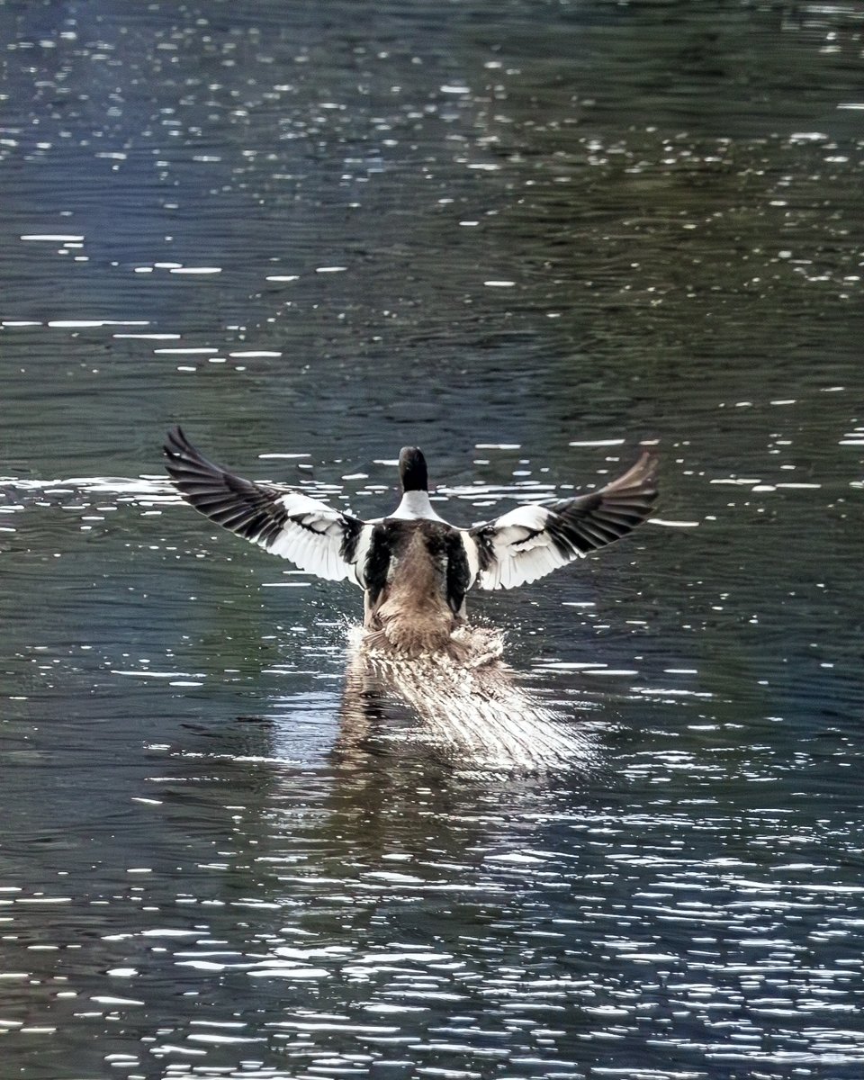 Splash down!
#photography, #366photodgraphy2024, #potd2024, #photoaday, #everydayphotographer, #photooftheday, #pad2024-132, #merganser, #duck, #ducksofnewengland #splashdown, #westfieldriver